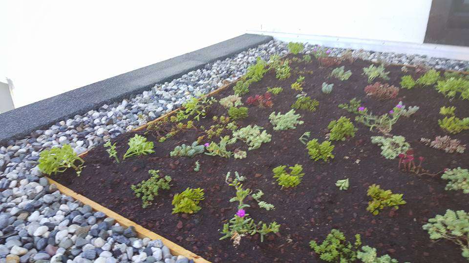 ETCHEVERRY PAYSAGE Creation Jardin Pres D Hossegor Photo 30
