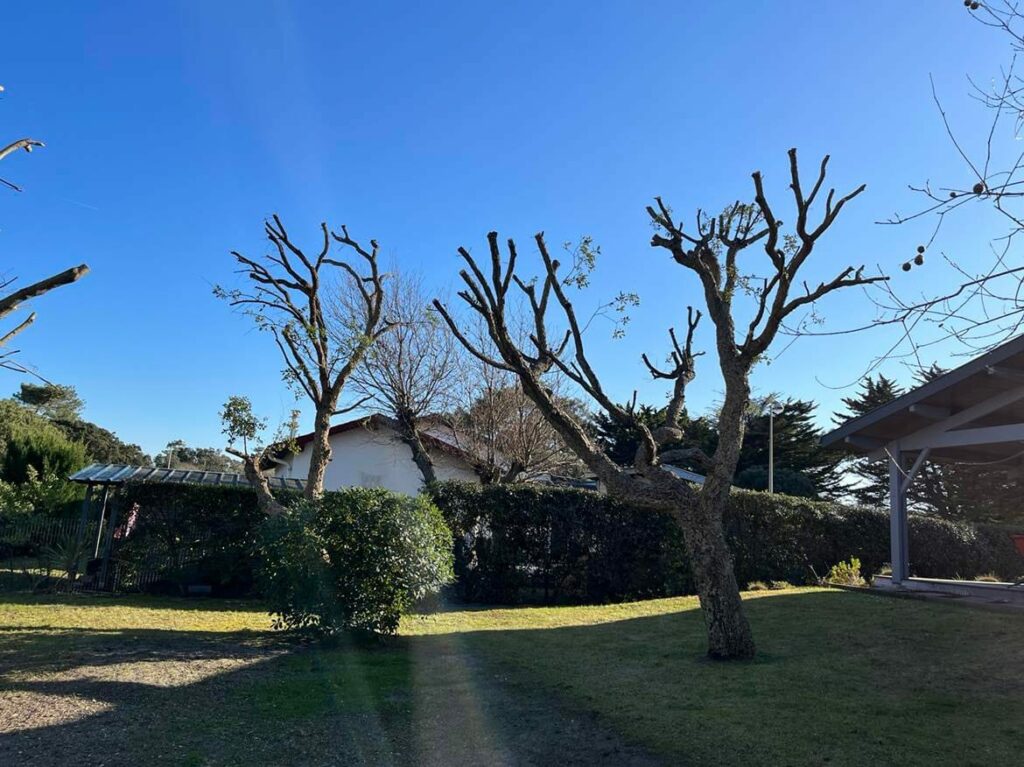 Etcheverry Paysage Creation Jardin Pres D Hossegor WhatsApp Image 2023 05 24 A 16.48.45jj